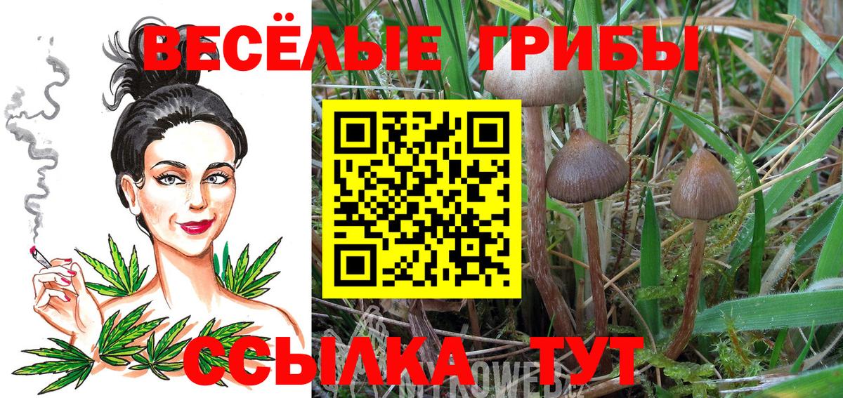 Северск  Псилоцибиновые грибы Cubensis  Вход с VPN 